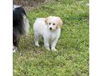 Aussiedoodle Puppy for sale in Bloomburg, TX, USA