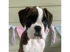 Boxer Puppy for sale in Sarcoxie, MO, USA