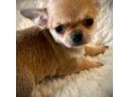 Chihuahua Puppy for sale in Plaistow, NH, USA