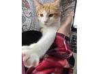 Prince, Domestic Shorthair For Adoption In Painted Post, New York