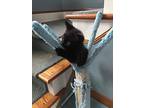 Dragon Fly, Domestic Shorthair For Adoption In Painted Post, New York