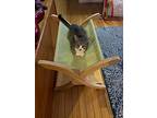 Mara, Domestic Shorthair For Adoption In Painted Post, New York