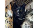 Chrissy, Domestic Mediumhair For Adoption In Aberdeen, Washington