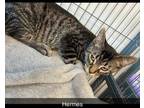 Hermes, Domestic Shorthair For Adoption In Aberdeen, South Dakota