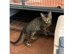 Apollo, Domestic Shorthair For Adoption In Aberdeen, South Dakota