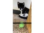 Dakota, Domestic Shorthair For Adoption In Aberdeen, South Dakota