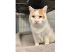 Cream - Sponsored Adoption Fee, Domestic Shorthair For Adoption In Aberdeen