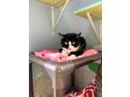 Sassy, Domestic Shorthair For Adoption In Wantagh, New York
