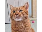 Churchill, Domestic Shorthair For Adoption In Chicago, Illinois