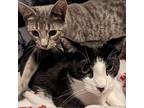 Ricky & Lucy, Domestic Shorthair For Adoption In Greensburg, Pennsylvania
