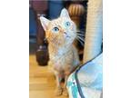 Ned, Domestic Shorthair For Adoption In Wantagh, New York
