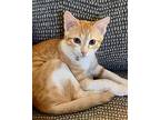 Murray, Domestic Shorthair For Adoption In Frisco, Texas