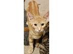 Gluhwein, American Shorthair For Adoption In Chicago, Illinois