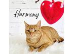 Harmony, Domestic Shorthair For Adoption In Greensburg, Pennsylvania