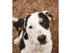 Tilly, Terrier (unknown Type, Medium) For Adoption In Wynne, Arkansas