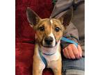 Jack, Jack Russell Terrier For Adoption In Amarillo, Texas