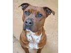 Mango, American Pit Bull Terrier For Adoption In Fort Worth, Texas