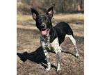Panda, Rat Terrier For Adoption In Jackson, Tennessee