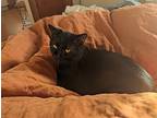 Pumpkin, Domestic Shorthair For Adoption In Chicago, Illinois