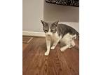 Tommy Kitty, Domestic Shorthair For Adoption In Aurora, Indiana