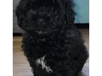 Zuchon Puppy for sale in Wonewoc, WI, USA