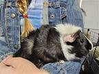 Fudge, Guinea Pig For Adoption In La Habra, California