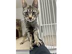 Sage, Domestic Shorthair For Adoption In Fort St. John, British Columbia