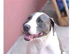 Girlfriend, American Pit Bull Terrier For Adoption In Olive Branch, Mississippi
