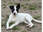 Empress, Terrier (unknown Type, Medium) For Adoption In Locust Fork, Alabama