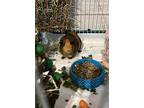 Halle, Guinea Pig For Adoption In Alvaton, Kentucky