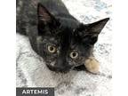 Artemis, Domestic Shorthair For Adoption In Toronto, Ontario