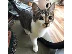 Clover, Domestic Shorthair For Adoption In St. Johnsbury, Vermont