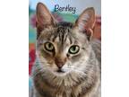 Bentley, Domestic Shorthair For Adoption In Encinitas, California