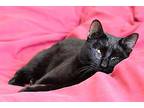 Curly, Domestic Shorthair For Adoption In Palatine, Illinois