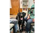 Junior, Labrador Retriever For Adoption In Effingham, Illinois