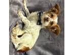 Lassie, Dachshund For Adoption In Lodi, California