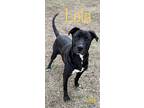 Lola, Labrador Retriever For Adoption In Conway, Arkansas
