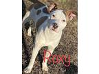 Roxy, American Staffordshire Terrier For Adoption In Conway, Arkansas