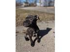 Saint, American Staffordshire Terrier For Adoption In Rockford, Michigan