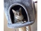 Peanut Maggy, Domestic Shorthair For Adoption In Chandler, Arizona