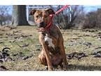 Bonnie, American Pit Bull Terrier For Adoption In Appleton, Wisconsin