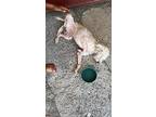 Sam, Westie, West Highland White Terrier For Adoption In Zephyr, Ontario
