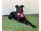 Dionne, Patterdale Terrier (fell Terrier) For Adoption In San Diego, California