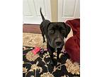 Dory, Labrador Retriever For Adoption In Warrington, Pennsylvania