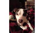 Winnie, American Staffordshire Terrier For Adoption In Reston, Virginia