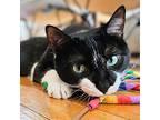 Kenna, Domestic Shorthair For Adoption In Chicago, Illinois