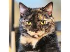 Daisi, Domestic Shorthair For Adoption In Chicago, Illinois