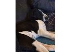 Snoopy, Labrador Retriever For Adoption In Stewartsville, New Jersey