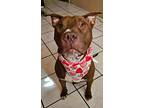 Kenzo, American Staffordshire Terrier For Adoption In Valparaiso, Indiana
