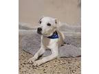 Noviembre, Labrador Retriever For Adoption In Larchmont, New York